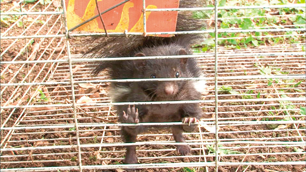 【東京・上野公園】特別展「超危険生物展　科学で挑む生き物の本気」@国立科学博物館