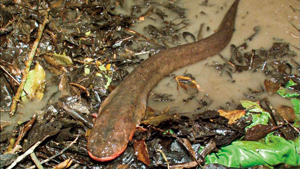 【東京・上野公園】特別展「超危険生物展　科学で挑む生き物の本気」@国立科学博物館