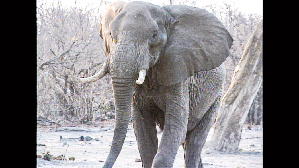 【東京・上野公園】特別展「超危険生物展　科学で挑む生き物の本気」@国立科学博物館