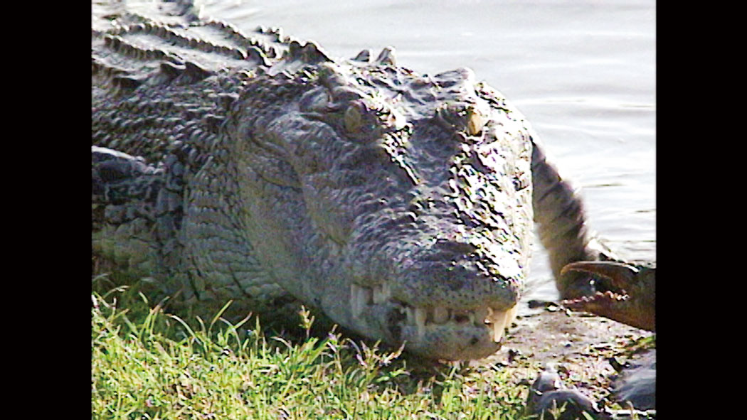 【東京・上野公園】特別展「超危険生物展　科学で挑む生き物の本気」@国立科学博物館