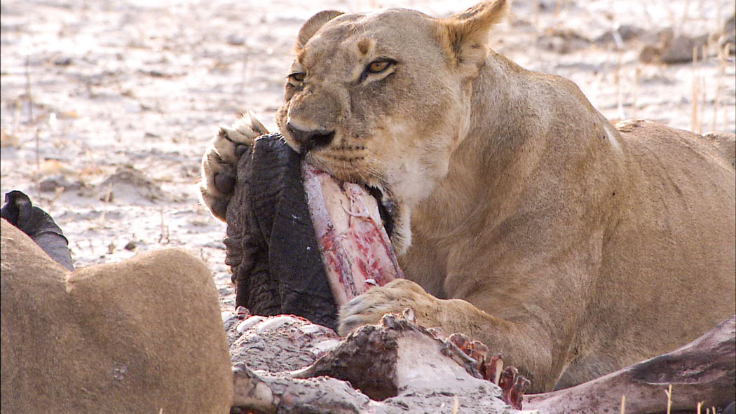 【東京・上野公園】特別展「超危険生物展　科学で挑む生き物の本気」@国立科学博物館