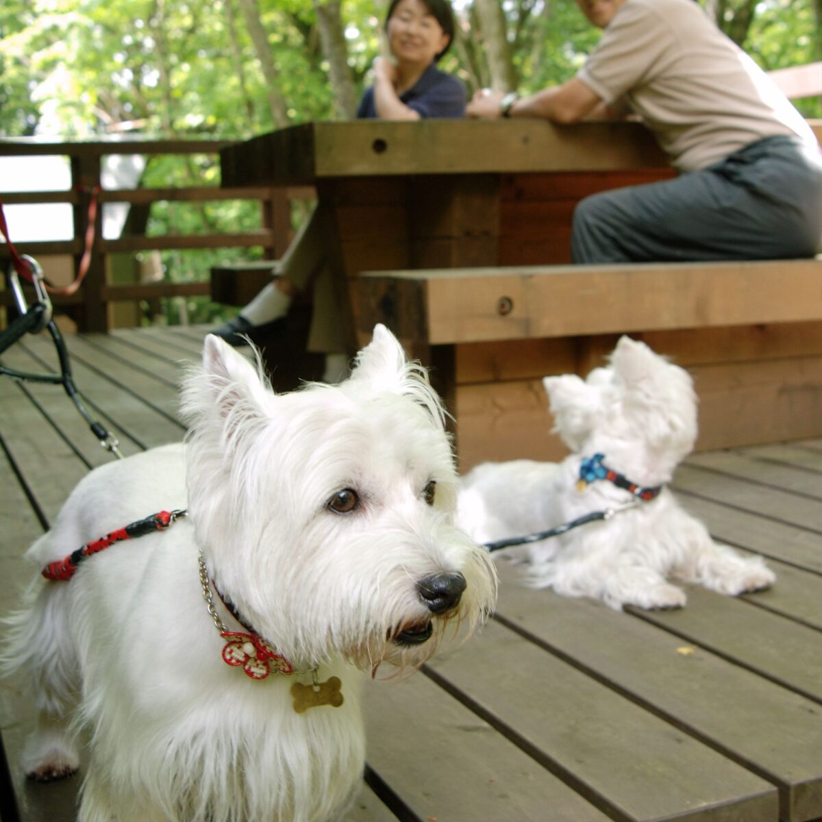 【BESS藤沢】スペシャル犬(ワン)DAY開催！
