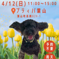保護犬譲渡会