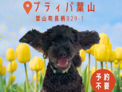 保護犬譲渡会