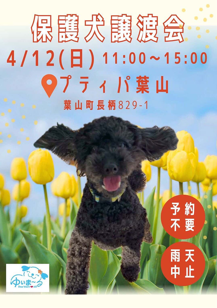 保護犬譲渡会