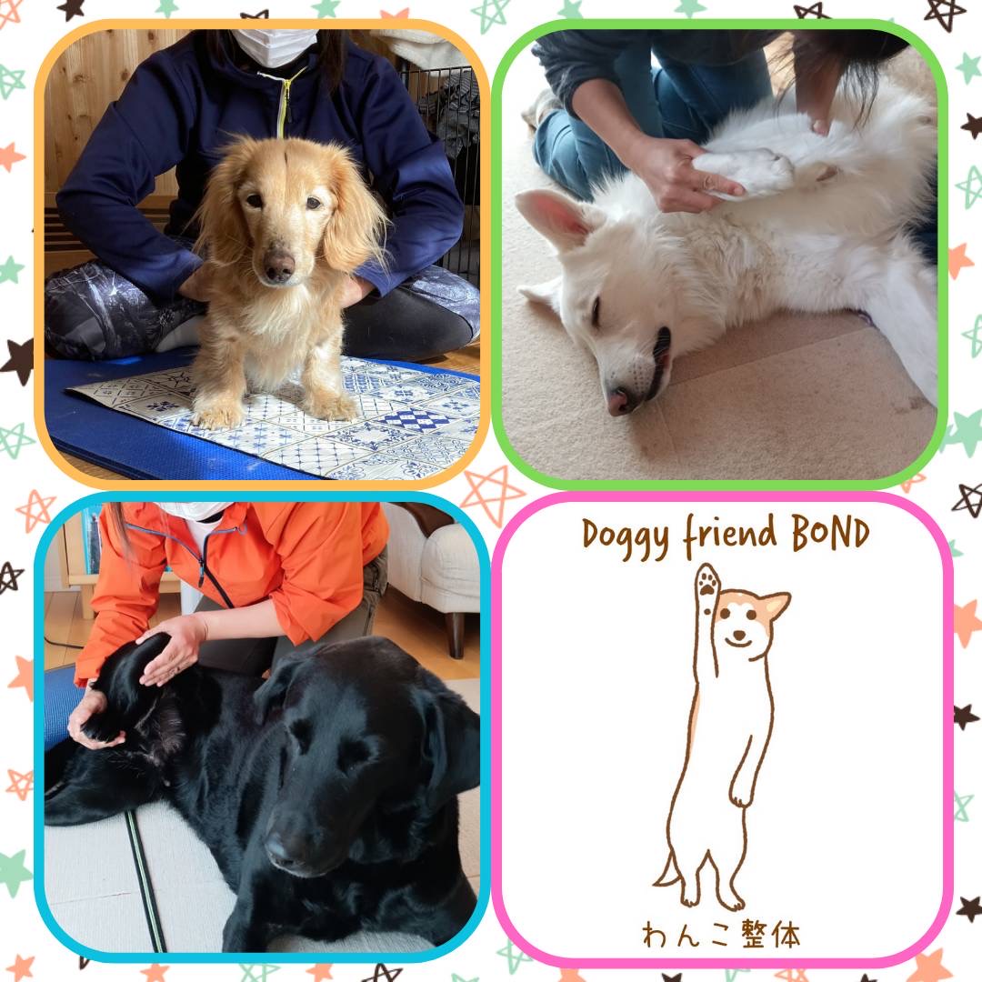 【茅ヶ崎】引退犬応援イベント「第11回ハウオリ・マカナ」