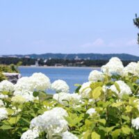 八景島あじさい祭
