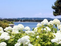 八景島あじさい祭